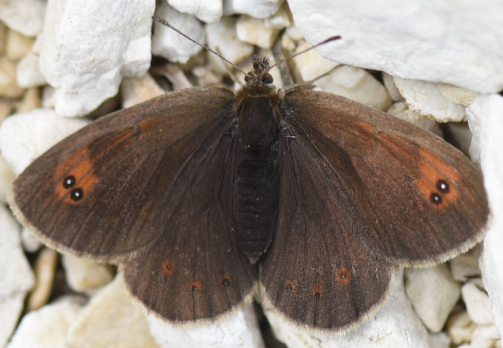 Erebia calcaria?  No, Erebia cassioides