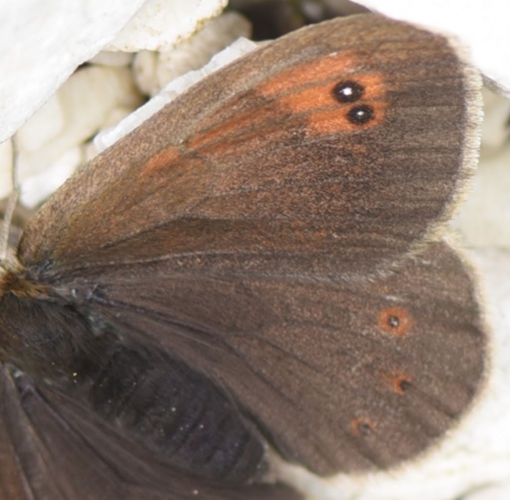 Erebia calcaria?  No, Erebia cassioides