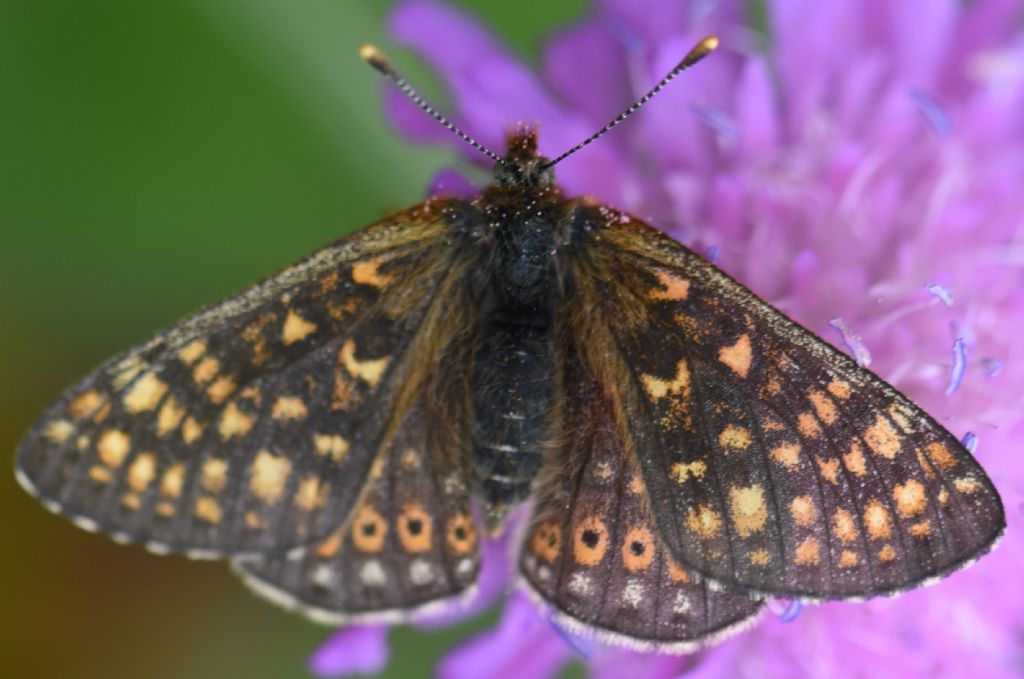 Euphydryas aurinia?  No, Euphydryas glaciegenita