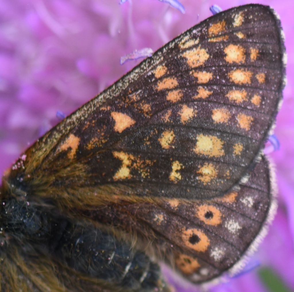 Euphydryas aurinia?  No, Euphydryas glaciegenita