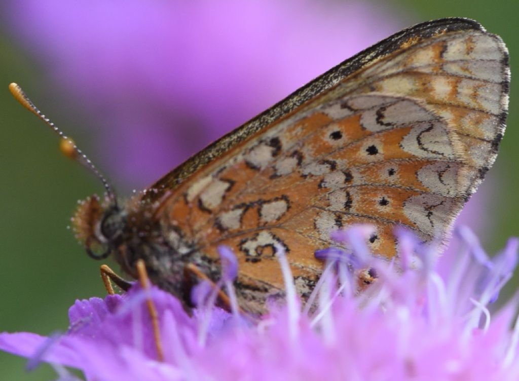 Euphydryas aurinia?  No, Euphydryas glaciegenita