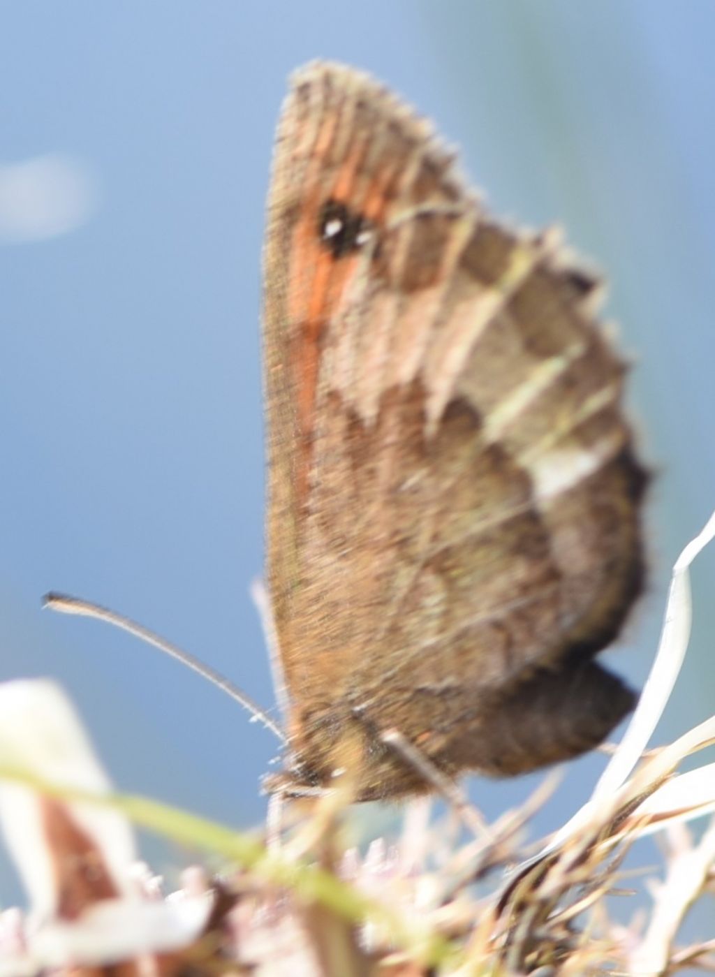 Erebia aethiops?  S !