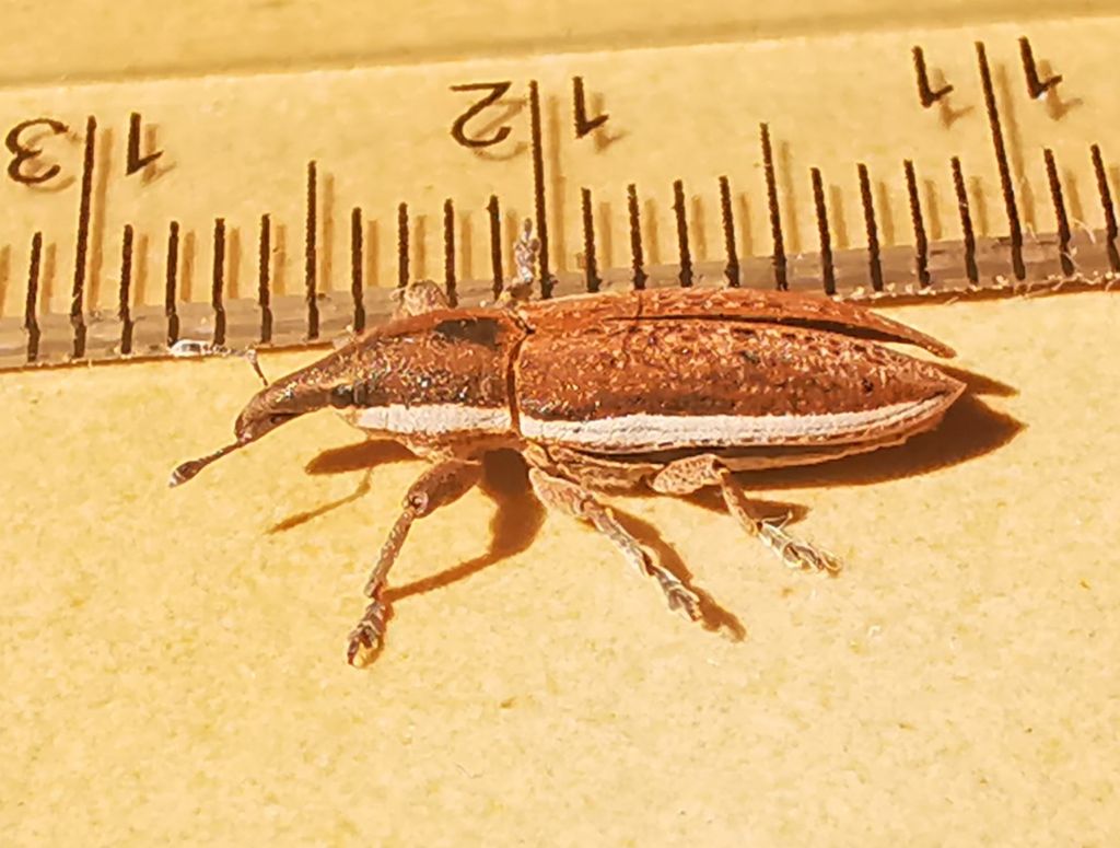 Lixus (Compsolixus) ochraceus