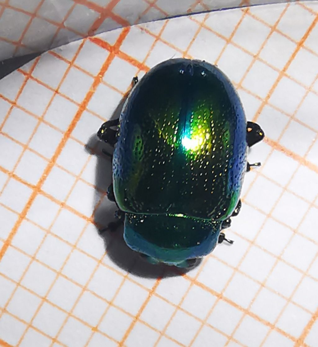 Chrysomelidae: Chrysolina fastuosa