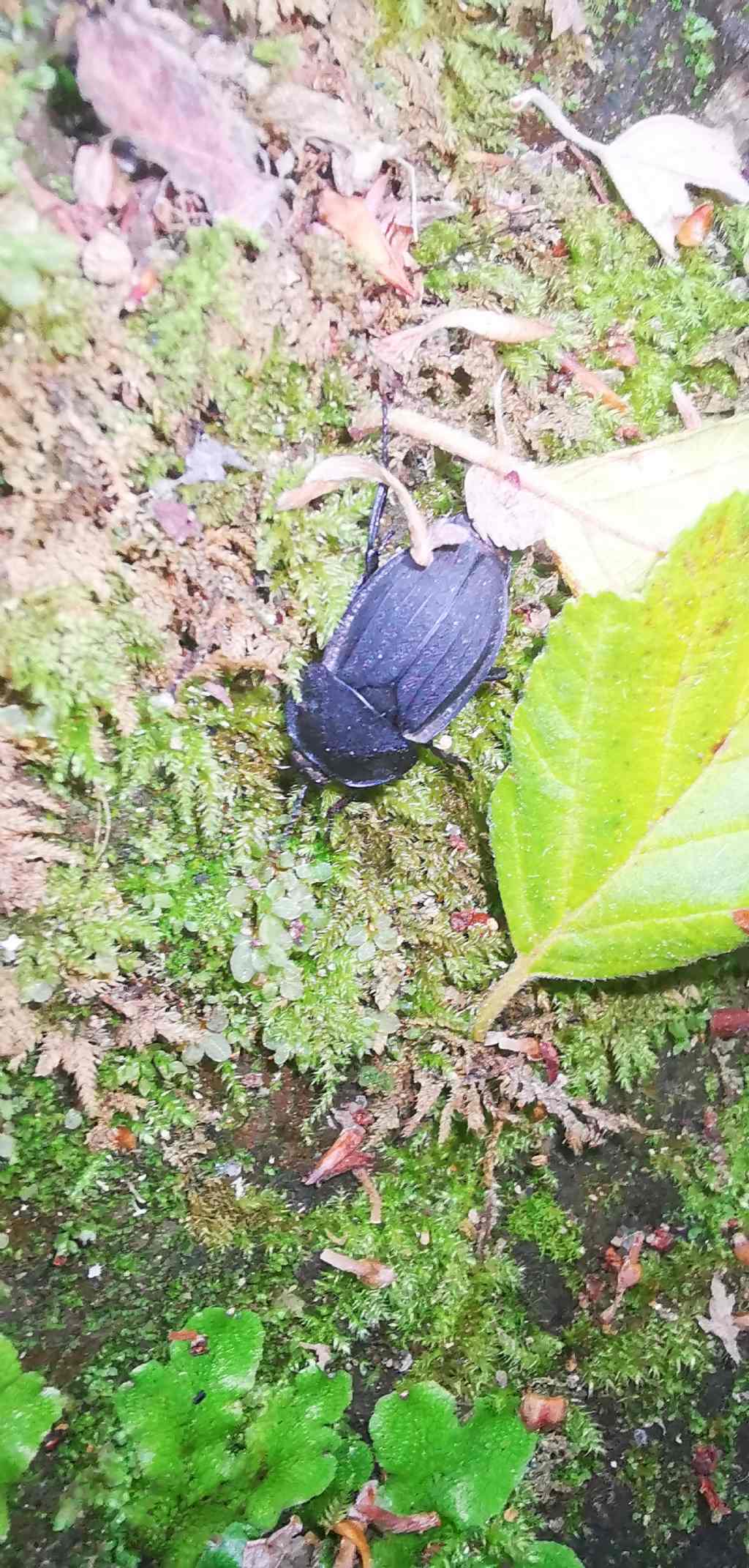 Alphasida grossa? No, Silphidae, Silpha sp.