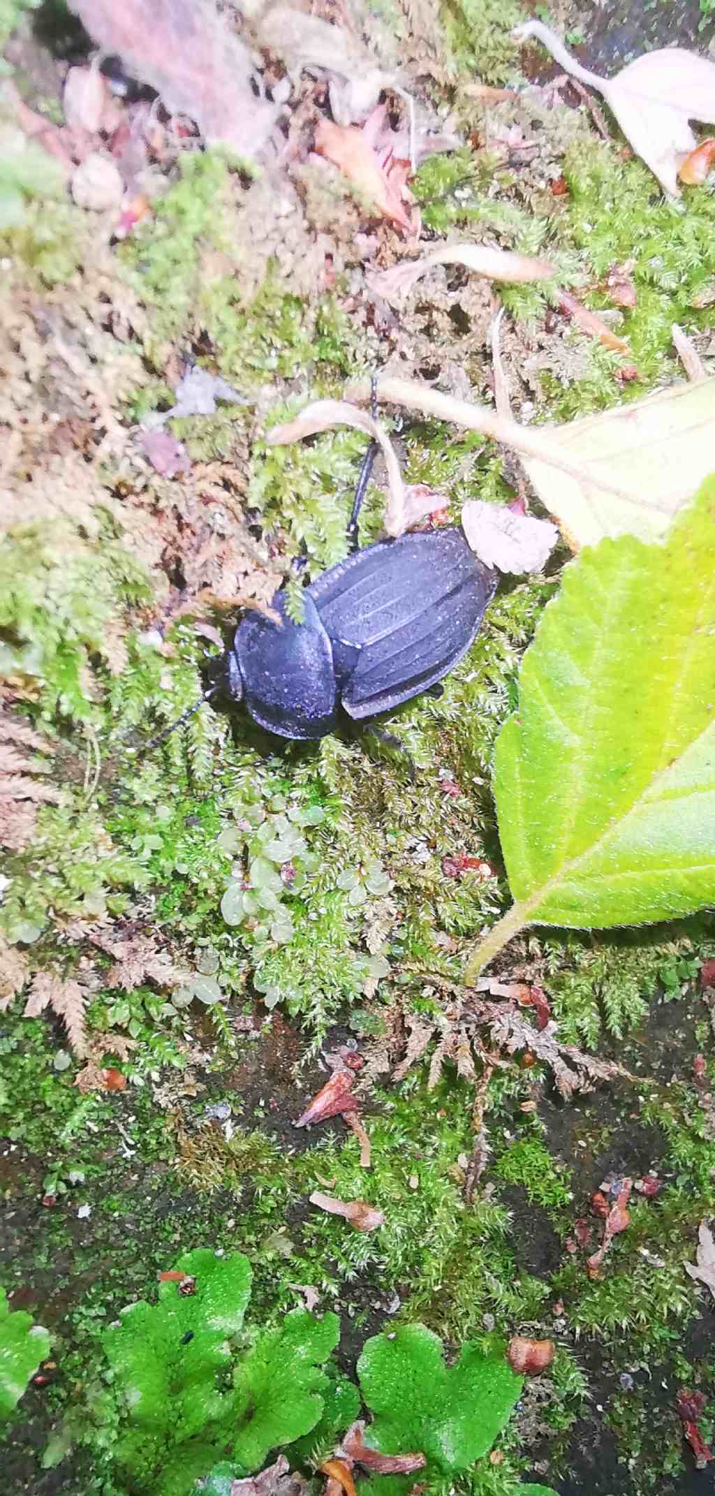 Alphasida grossa? No, Silphidae, Silpha sp.