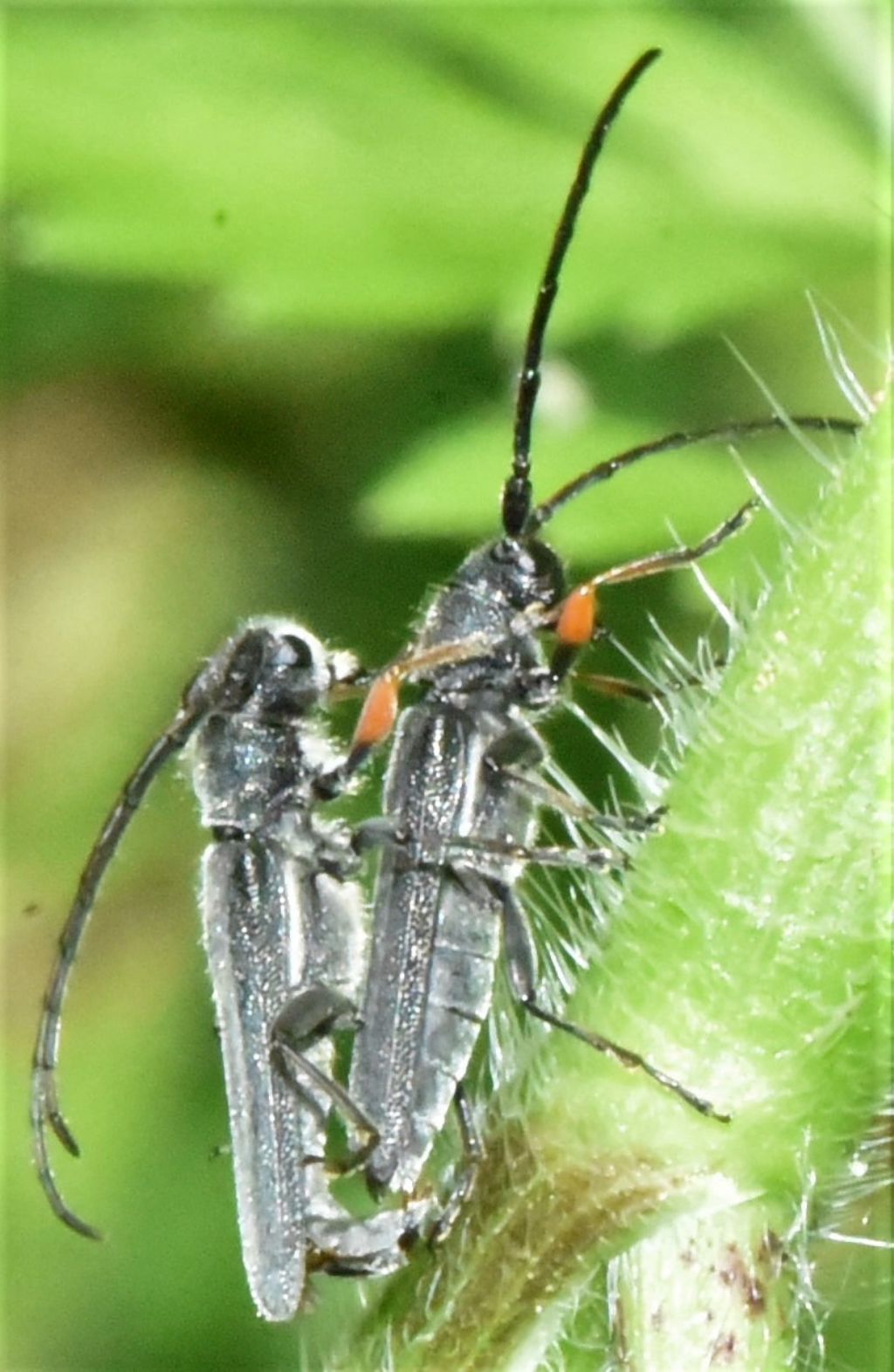 Cerambycidae: Phytoecia cylindrica? S !