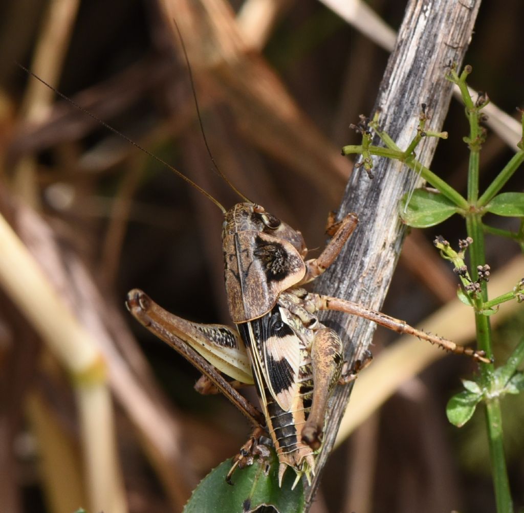 Decticus albifrons maschio giovane