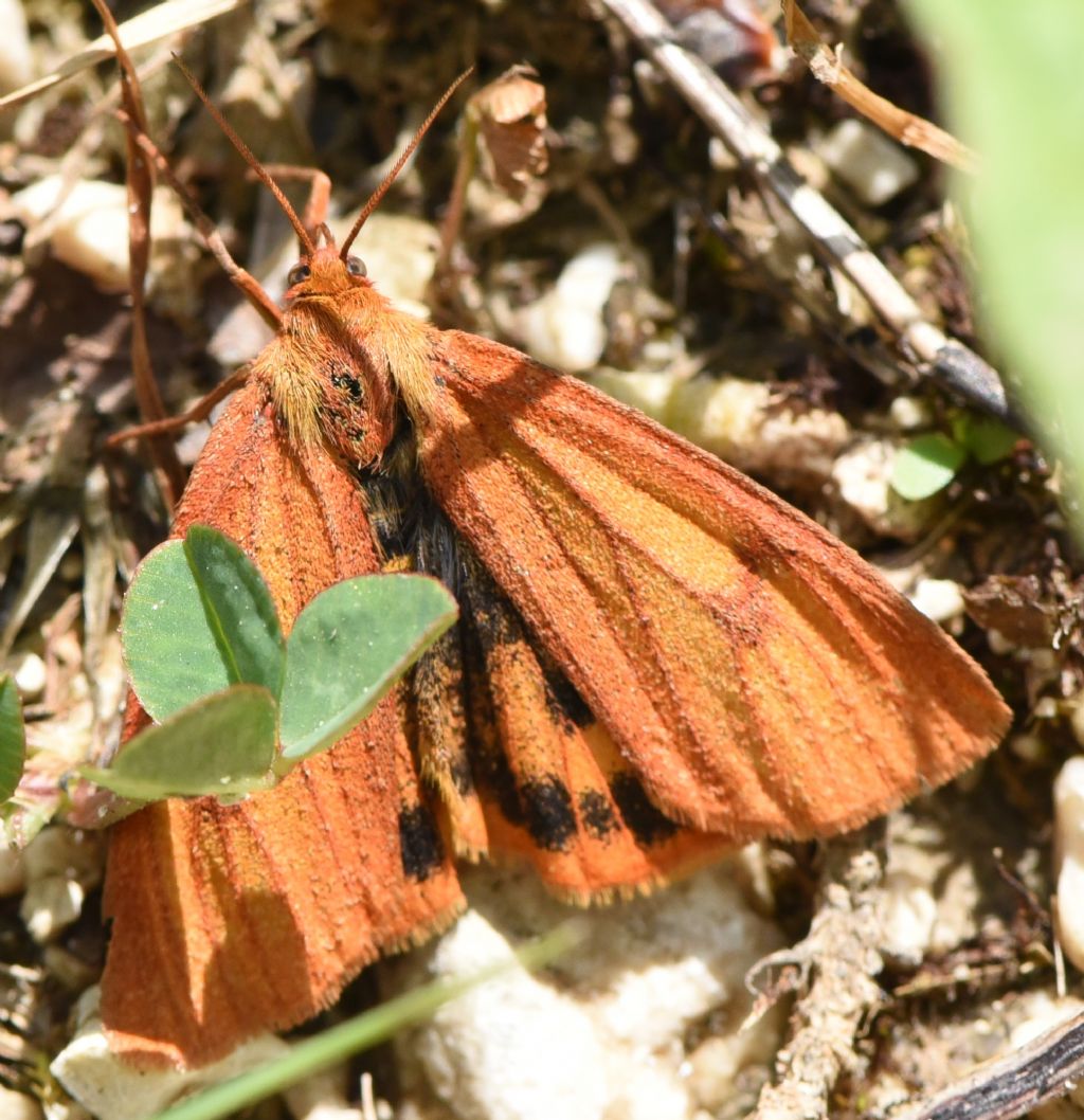 Erebidae: Diacrisia sannio? S, femmina