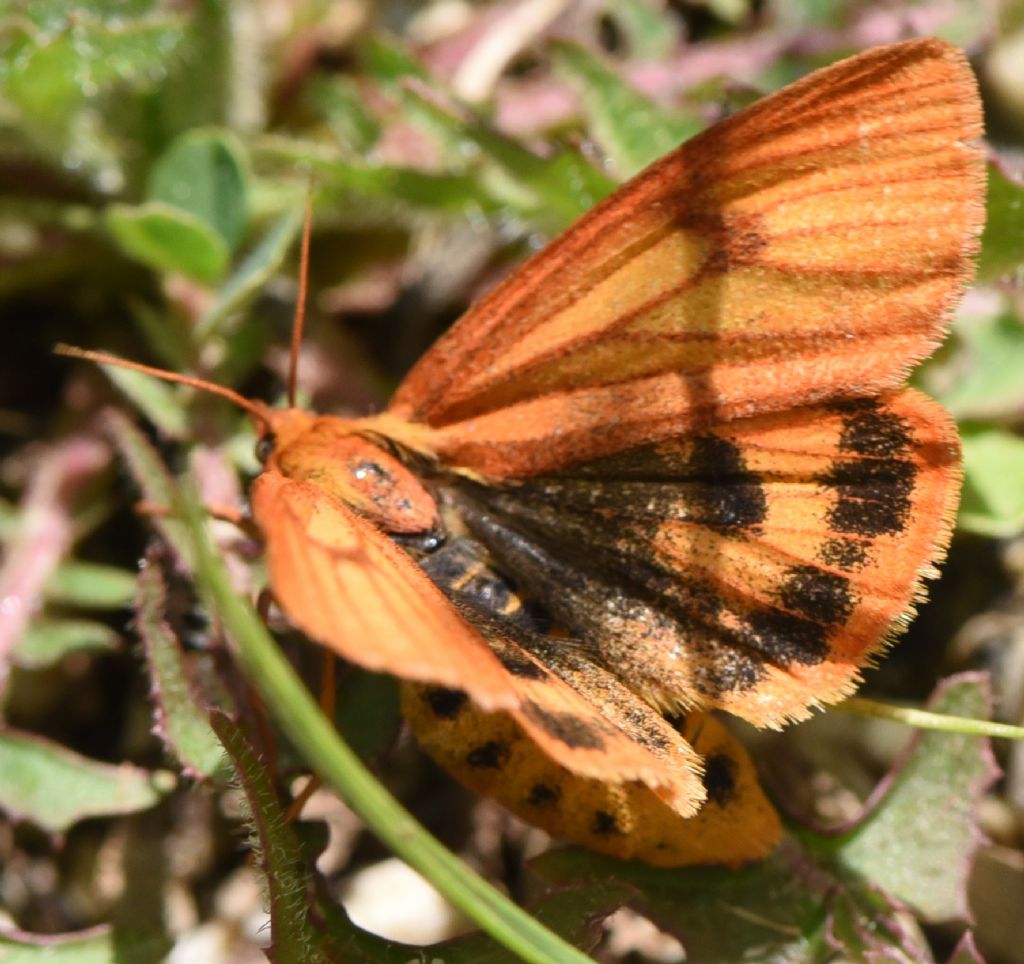 Erebidae: Diacrisia sannio? S, femmina