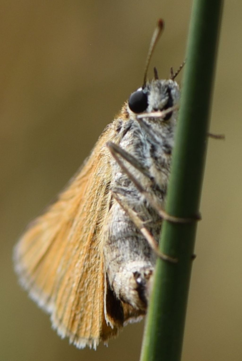 Thymelicus acteon? In deposizione