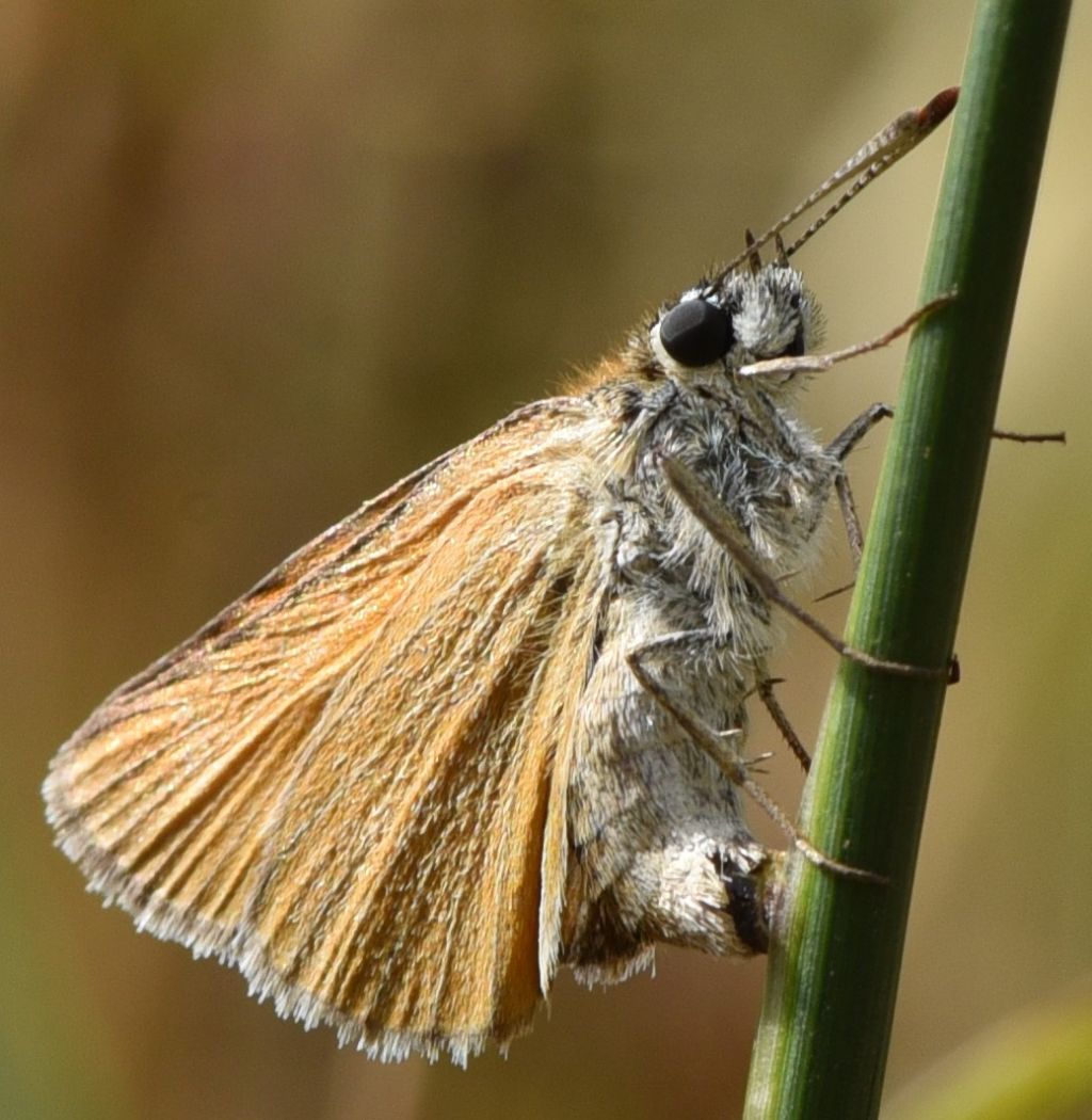 Thymelicus acteon? In deposizione