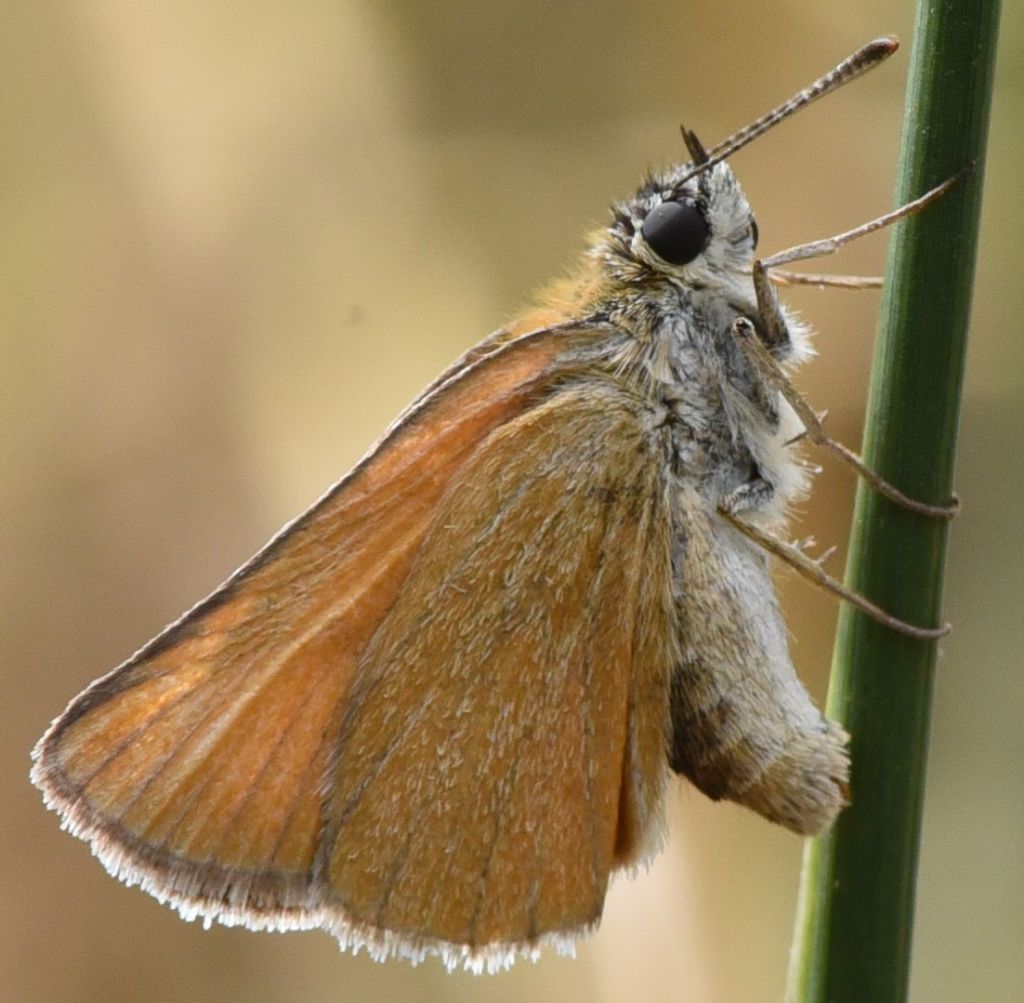 Thymelicus acteon? In deposizione