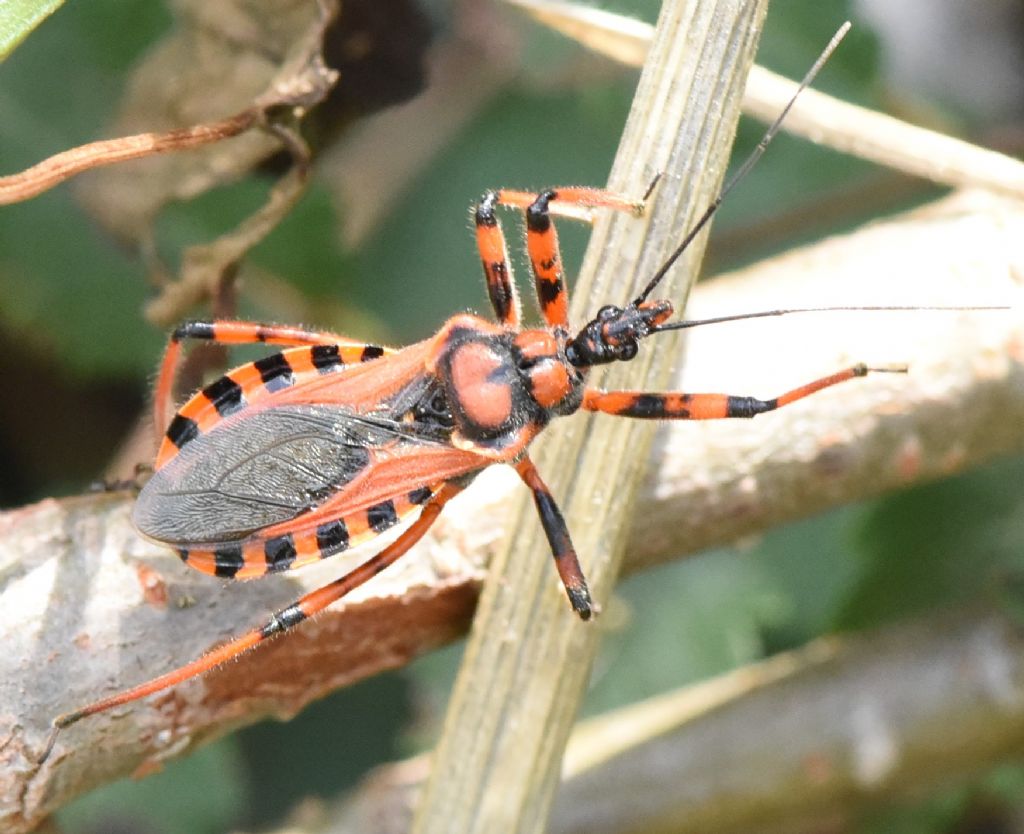 Rhynocoris rubricus?