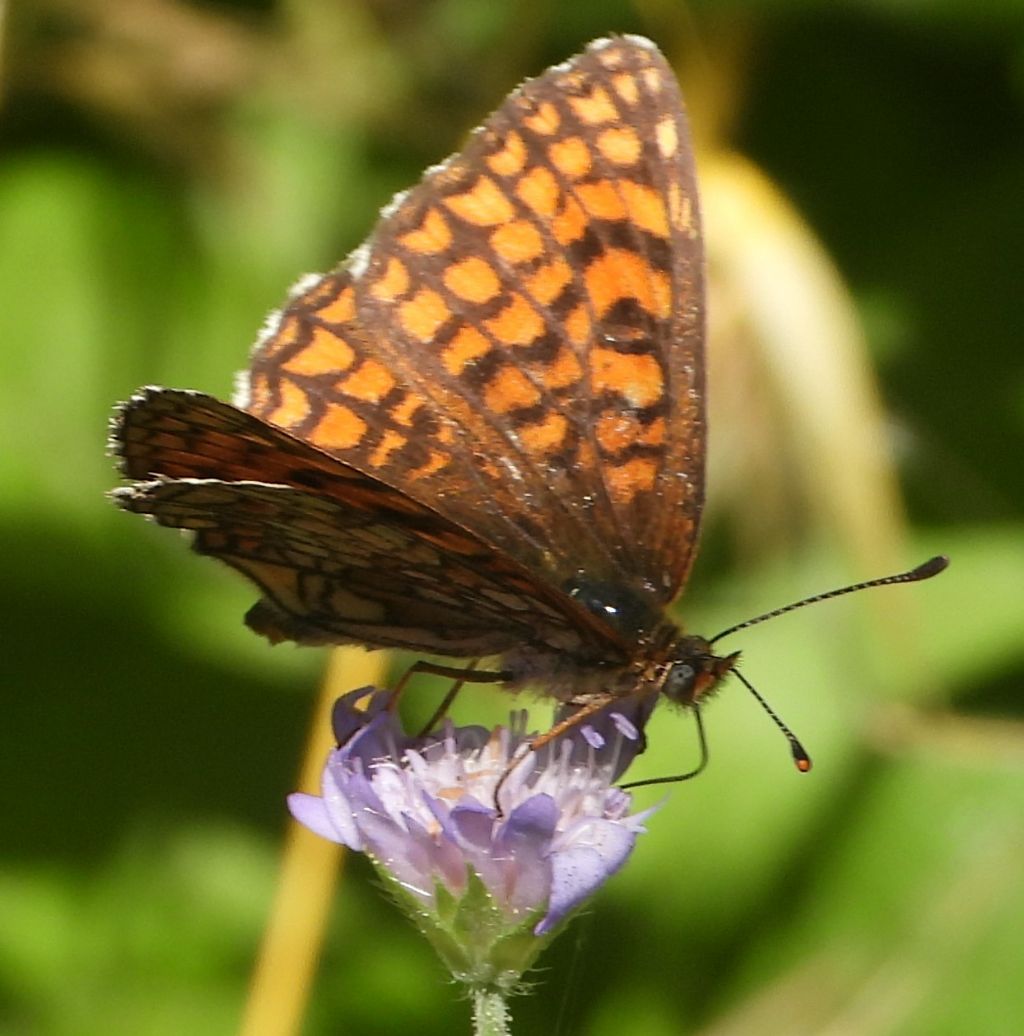 Melitaea athalia o celadussa? M. celadussa