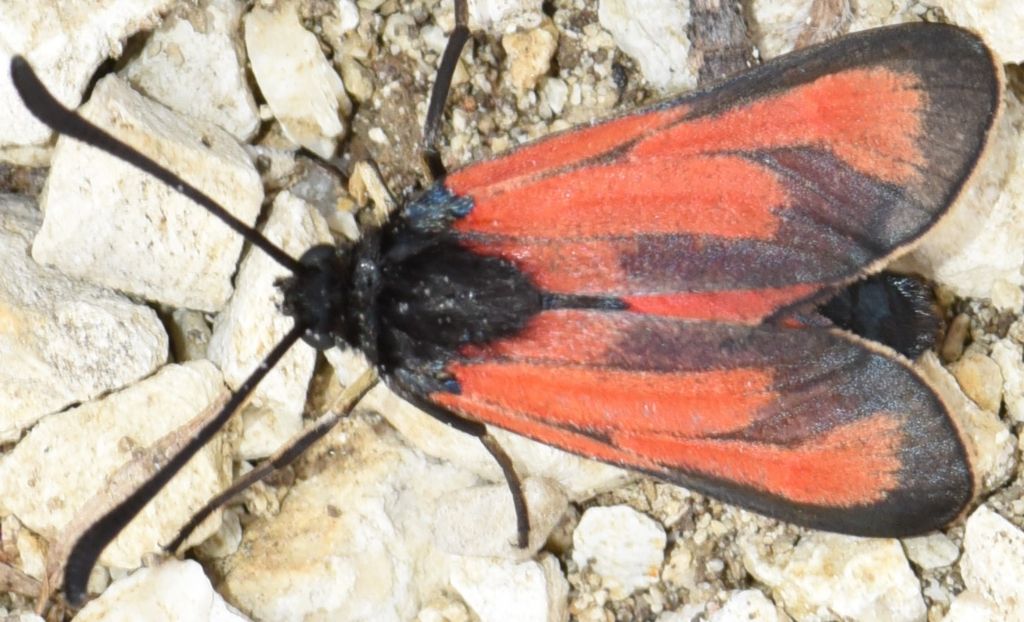 Zygaena erythrus?