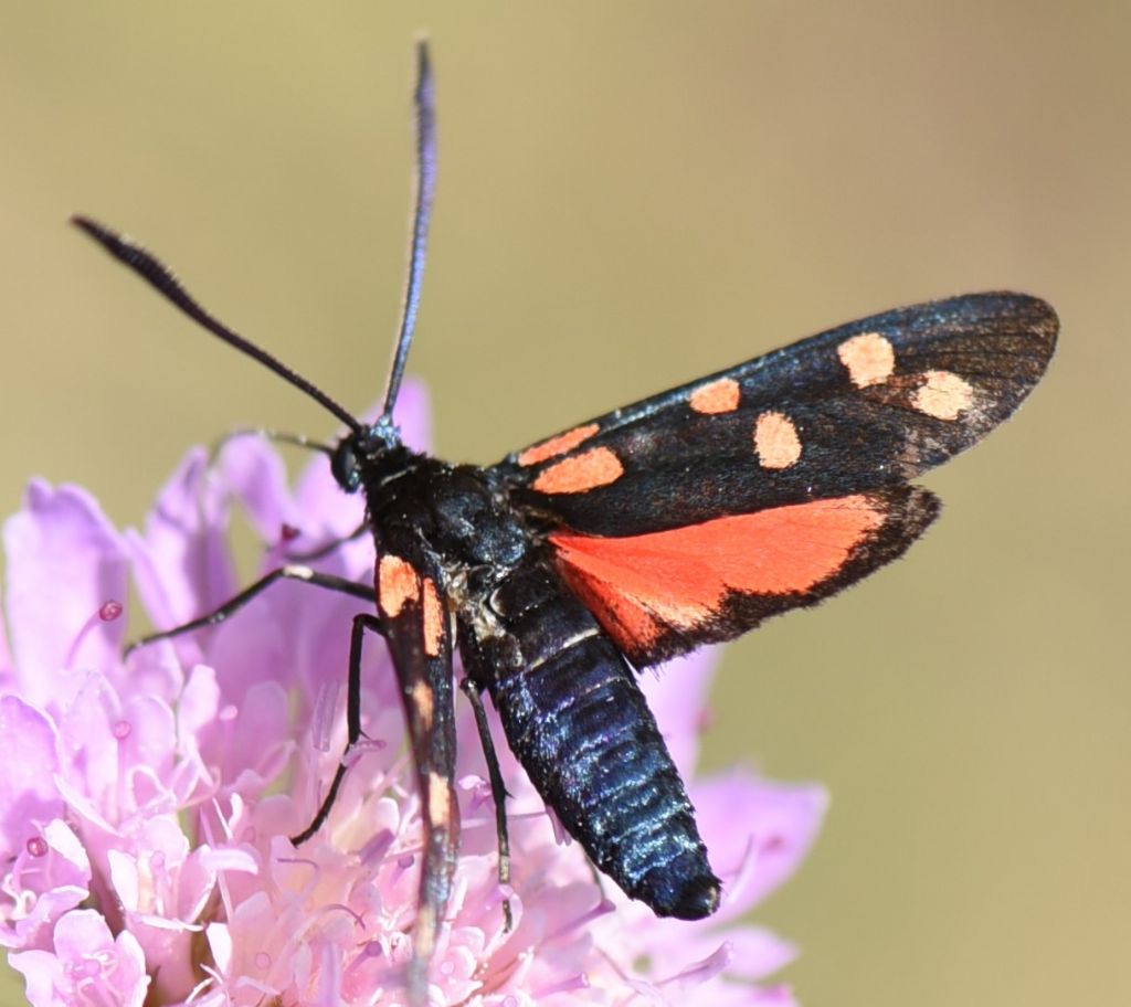 Zygaena?