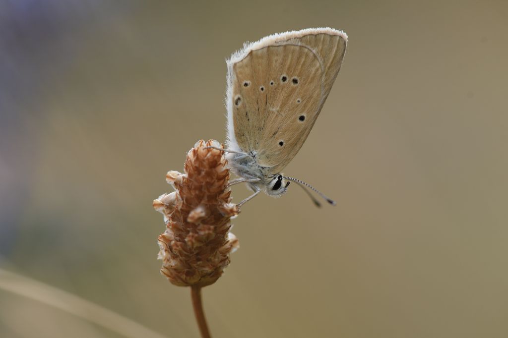 Polyommatus virgilius? S !