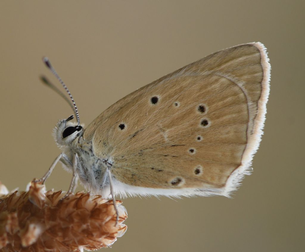 Polyommatus virgilius? S !