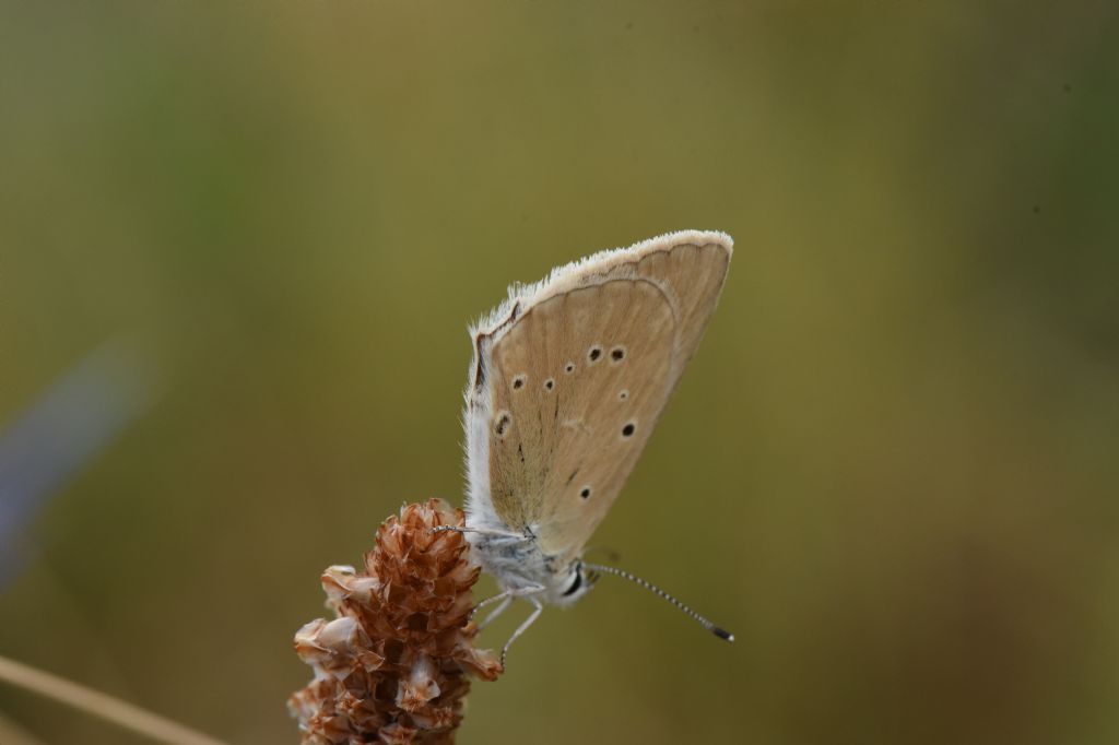 Polyommatus virgilius? S !