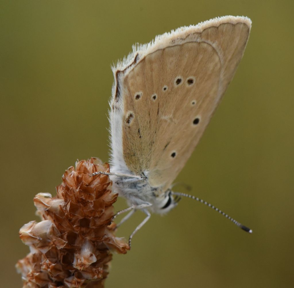 Polyommatus virgilius? S !