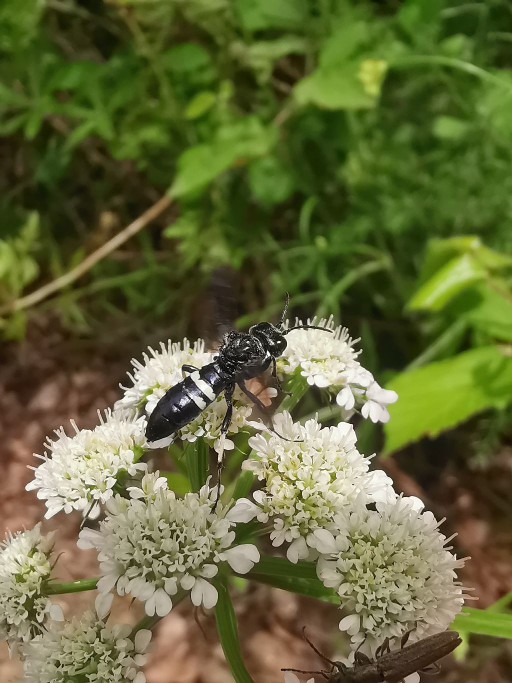 Tenthredo bifasciata e Macrophya montana