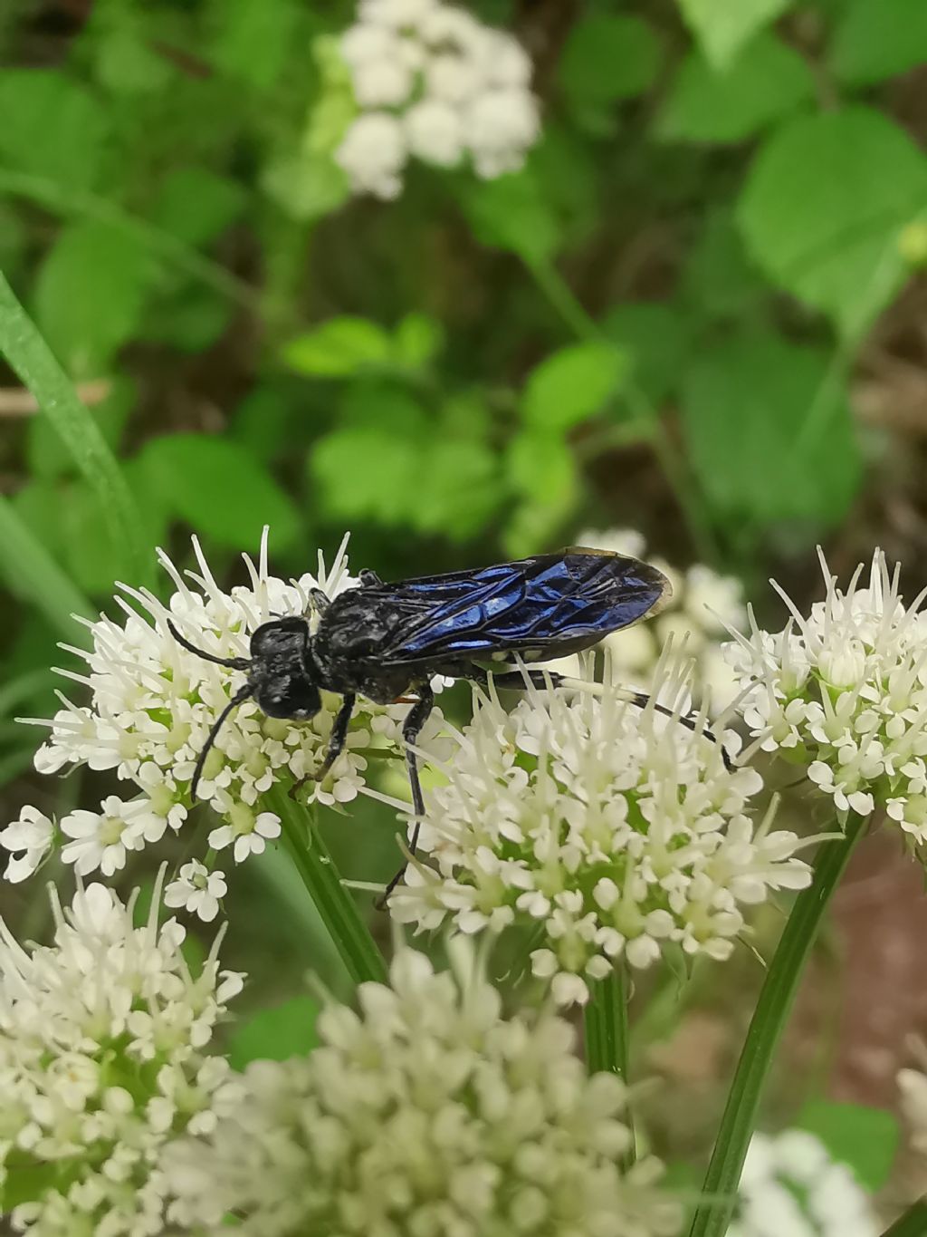 Tenthredo bifasciata e Macrophya montana