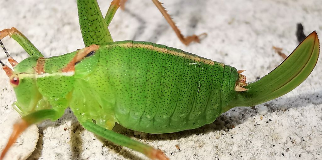 Leptophyes punctatissima, femmina