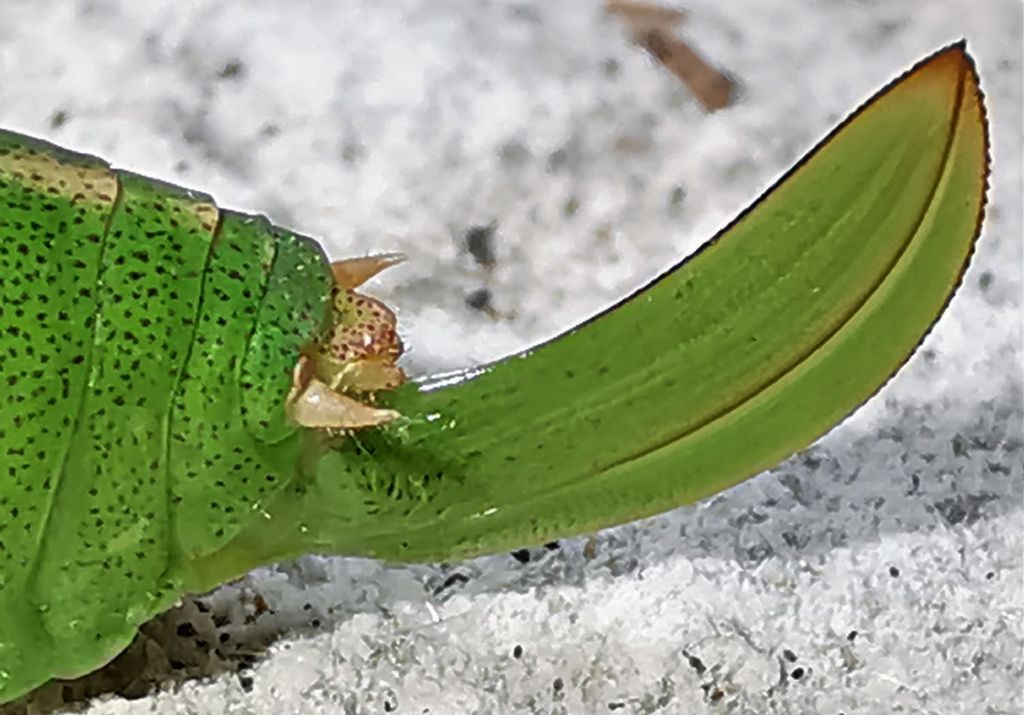 Leptophyes punctatissima, femmina