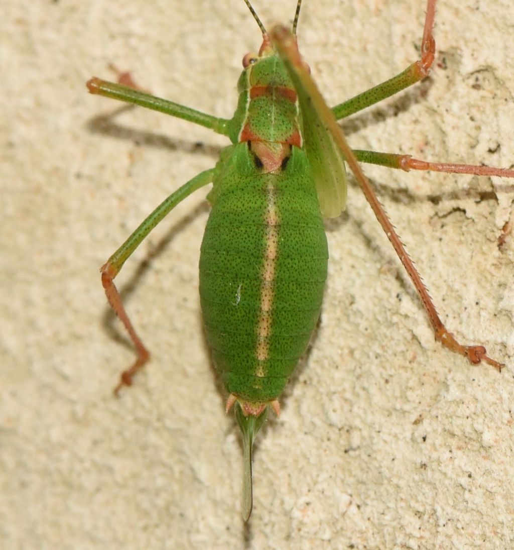 Leptophyes punctatissima, femmina