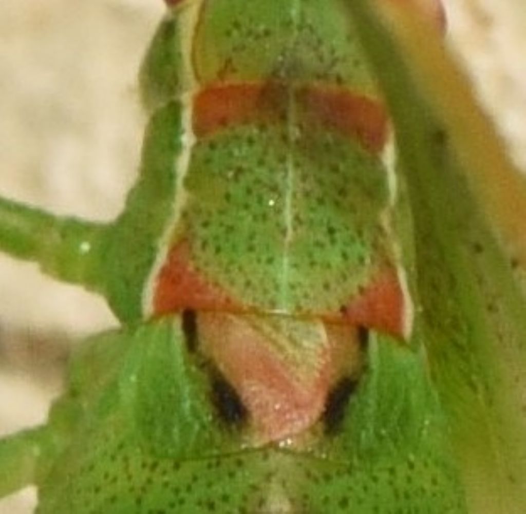 Leptophyes punctatissima, femmina