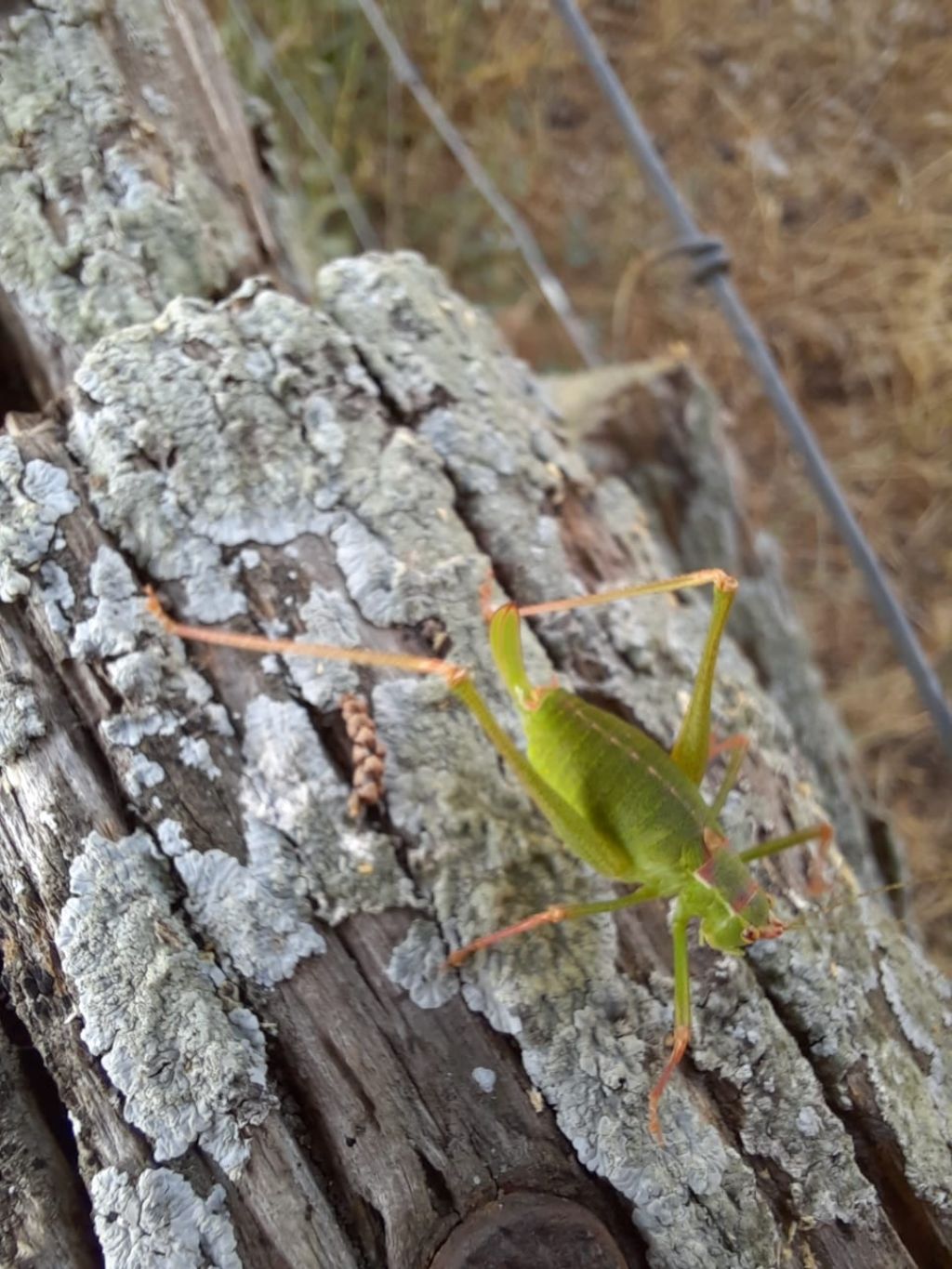 Leptophyes punctatissima?