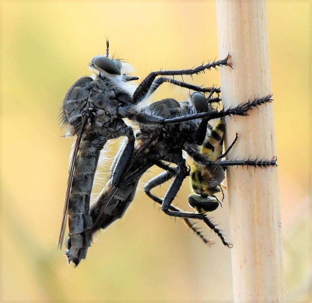 ID Asilidae: accoppiamento e preda