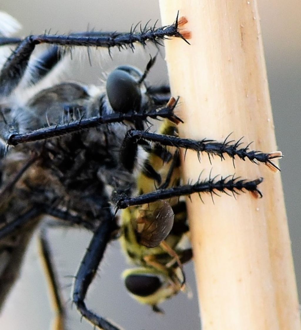 ID Asilidae: accoppiamento e preda