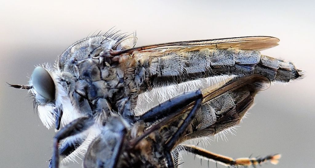 ID Asilidae: accoppiamento e preda