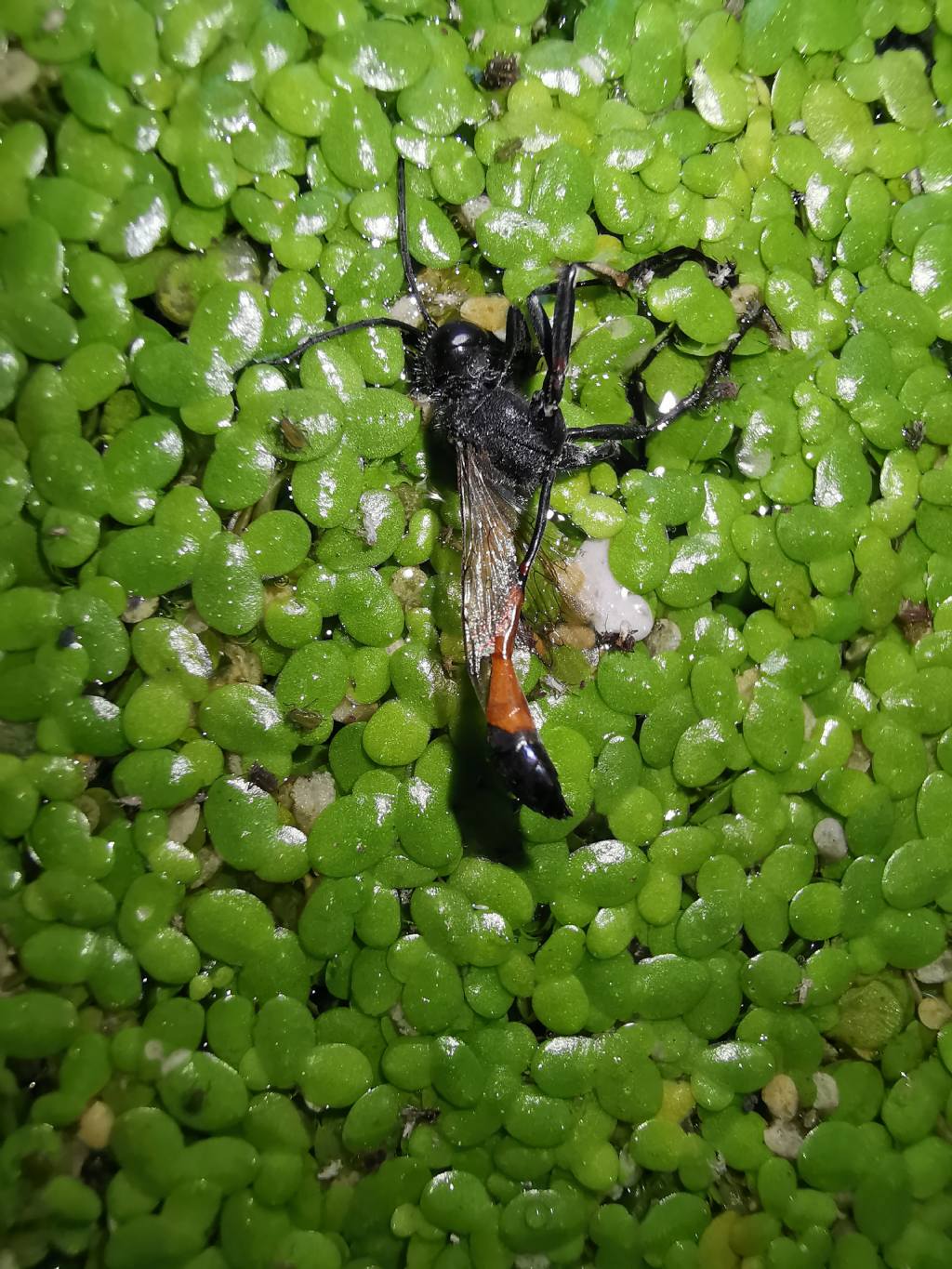 Ammophila?