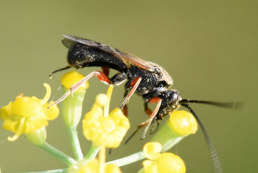 Ichneumonidae? No, Braconidae