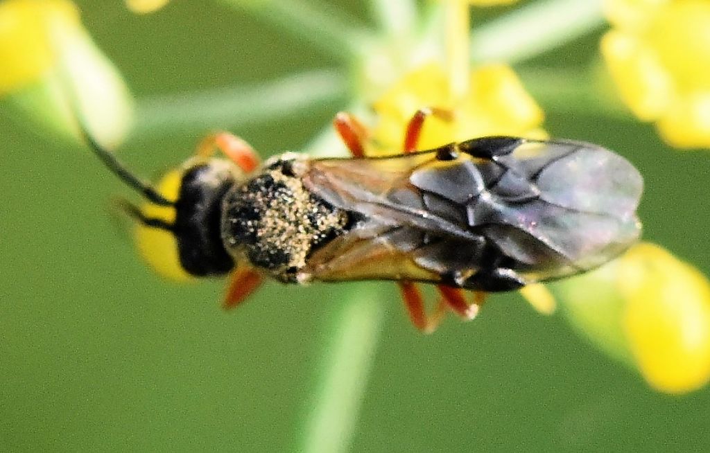 Ichneumonidae? No, Braconidae