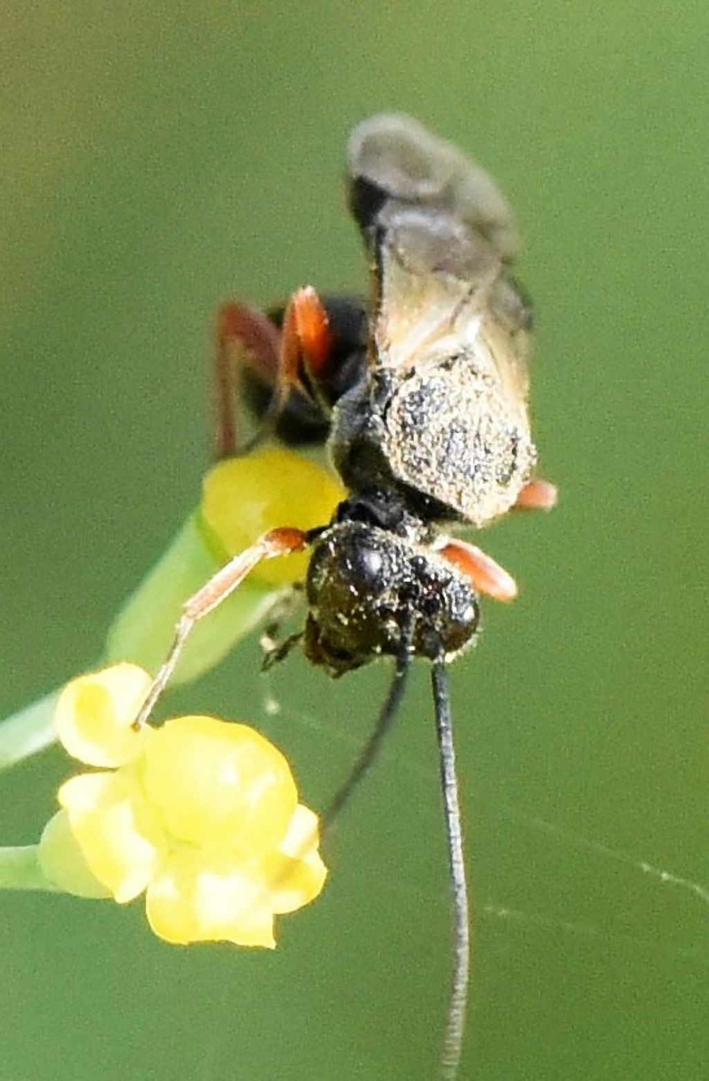 Ichneumonidae? No, Braconidae