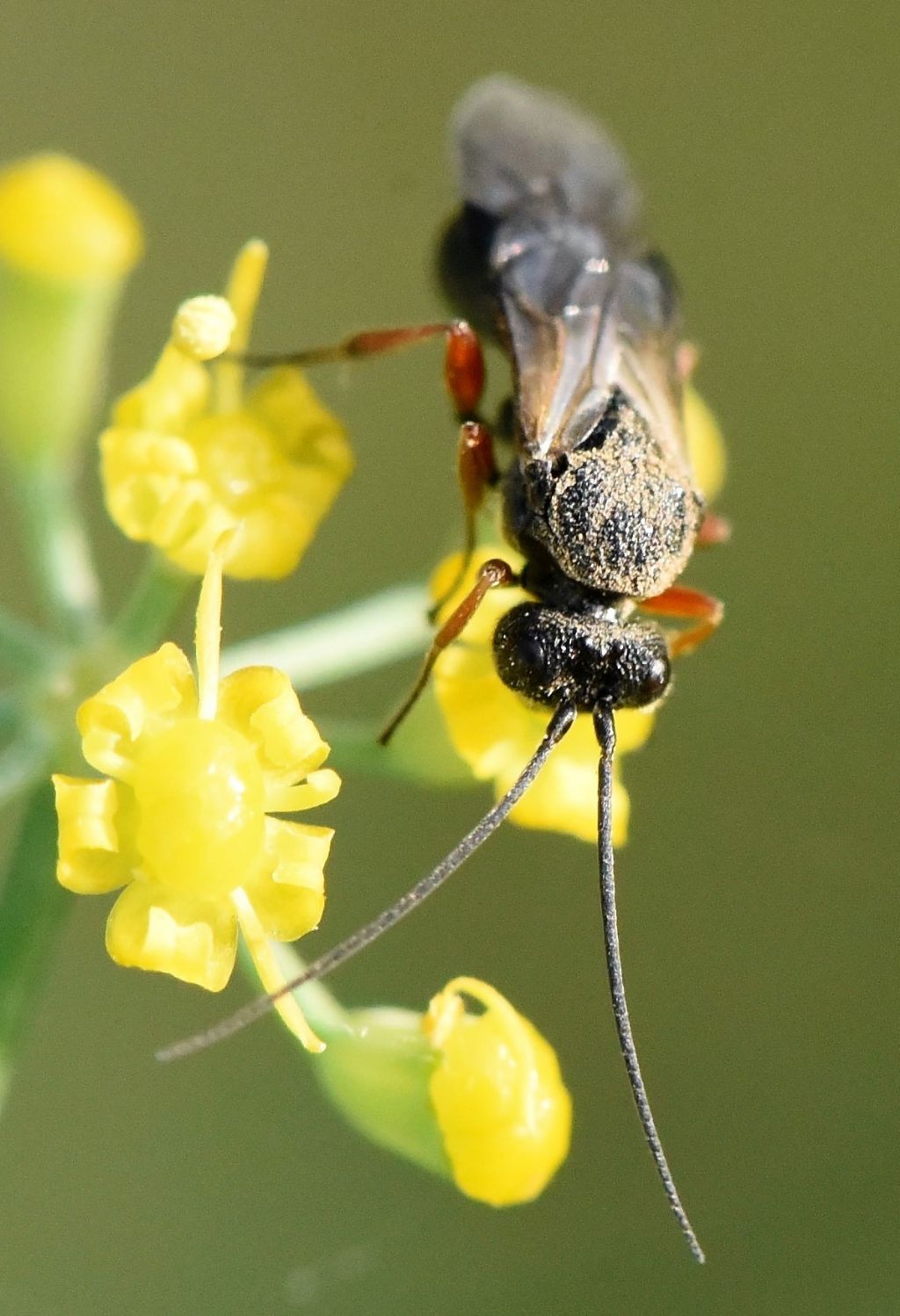 Ichneumonidae? No, Braconidae