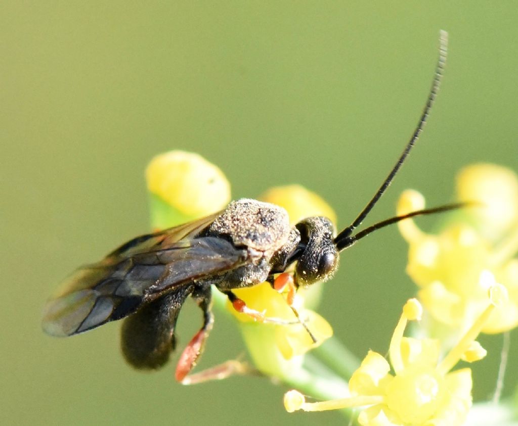 Ichneumonidae? No, Braconidae