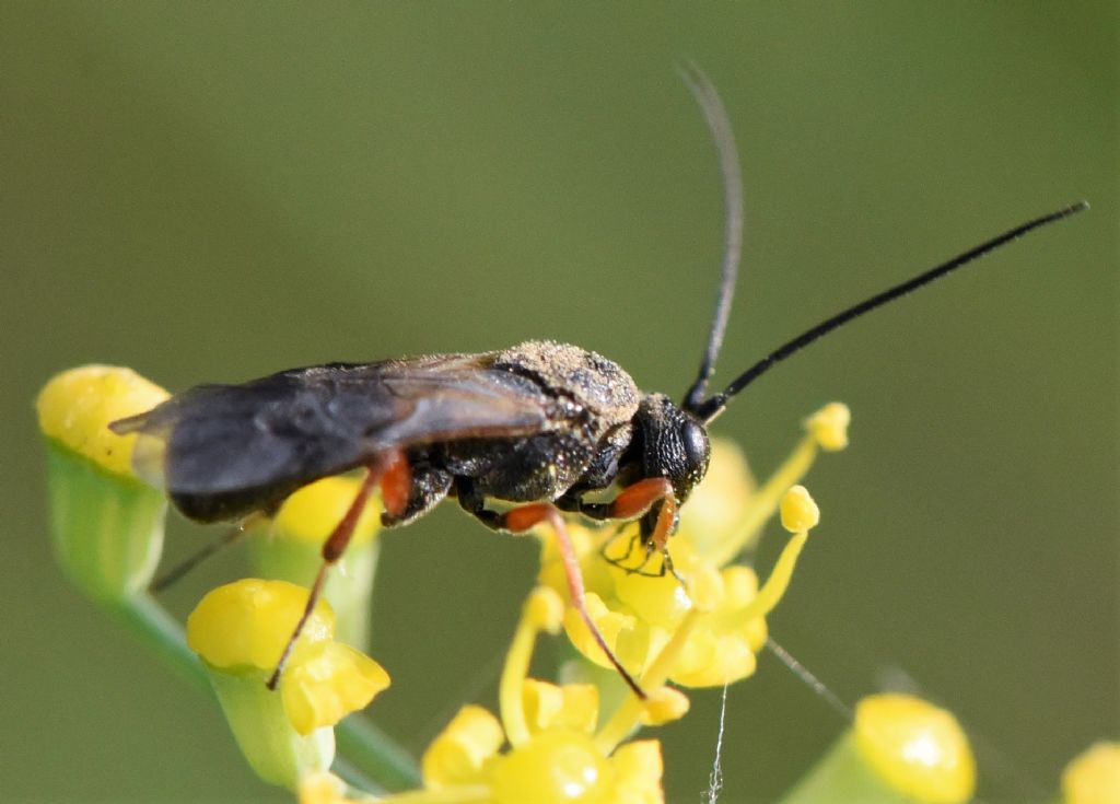 Ichneumonidae? No, Braconidae