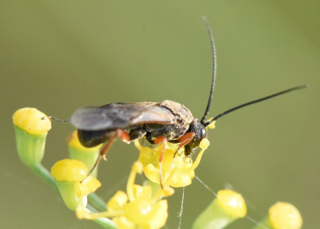 Ichneumonidae? No, Braconidae