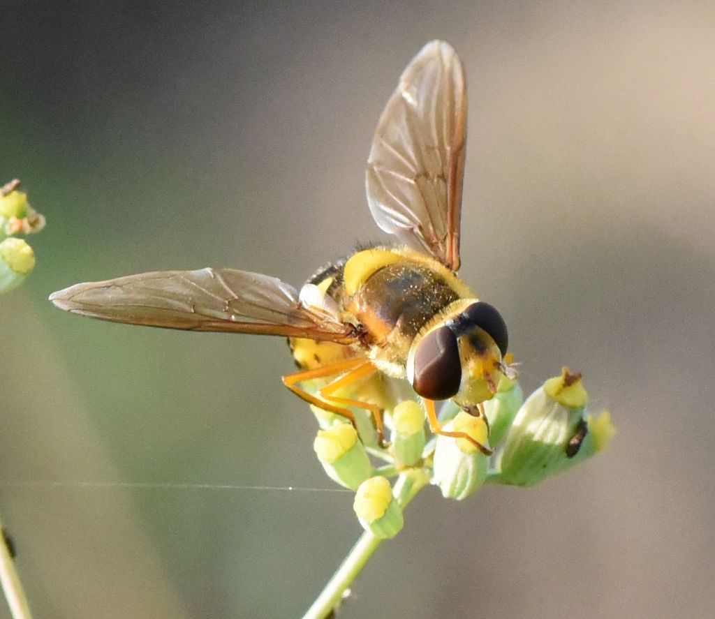 Syrphidae: Syrphus ribesii?