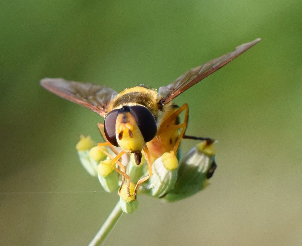 Syrphidae: Syrphus ribesii?