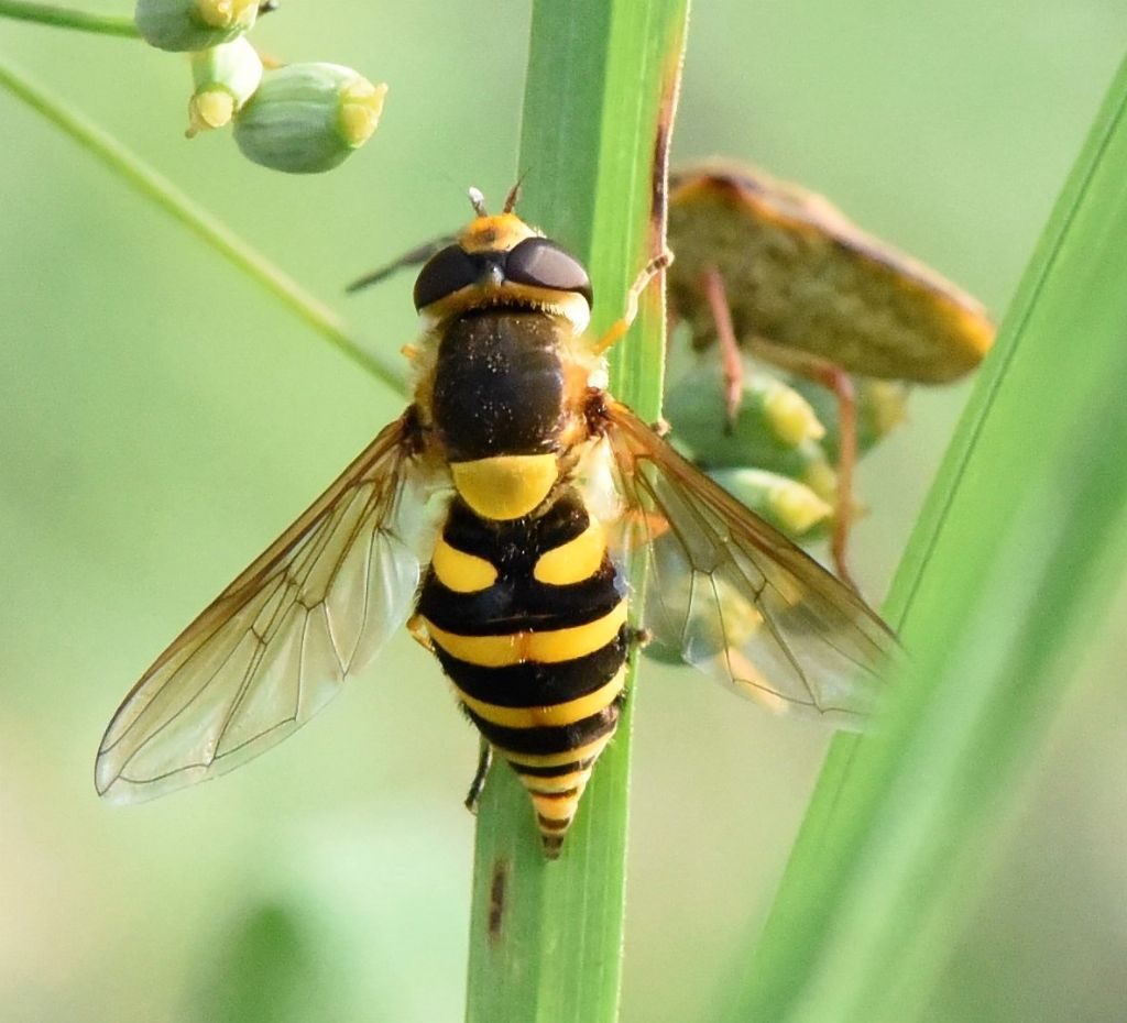 Syrphidae: Syrphus ribesii?