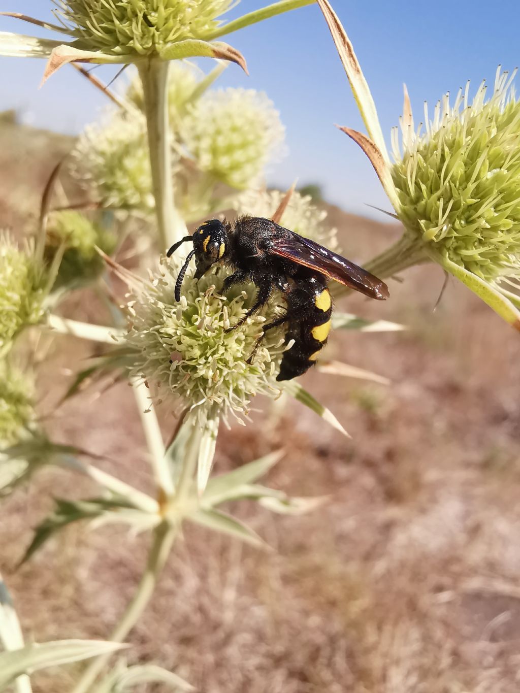 Scoliidae: Colpa sexmaculata femmina? S.