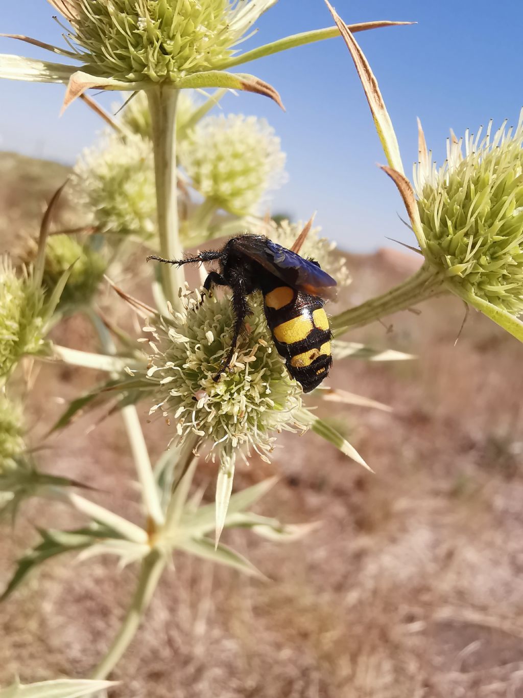 Scoliidae: Colpa sexmaculata femmina? S.