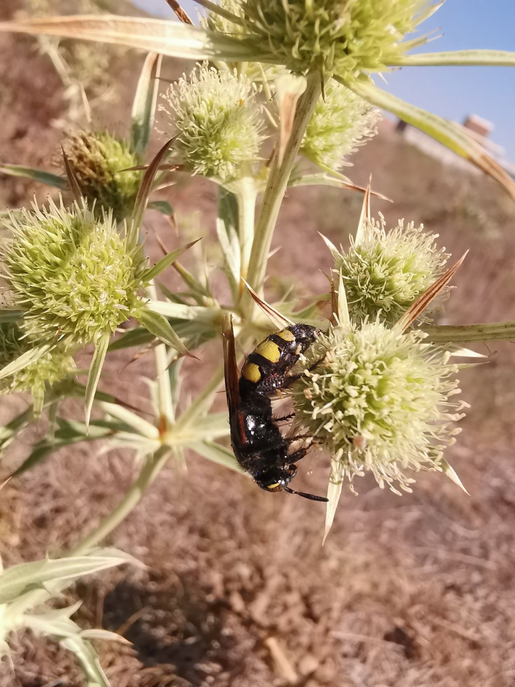 Scoliidae: Colpa sexmaculata femmina? S.