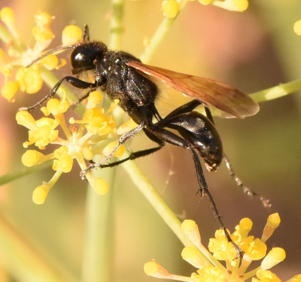 Sphecidae: Prionyx subfuscatus? S, maschio